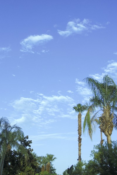 Cirrus Summer II