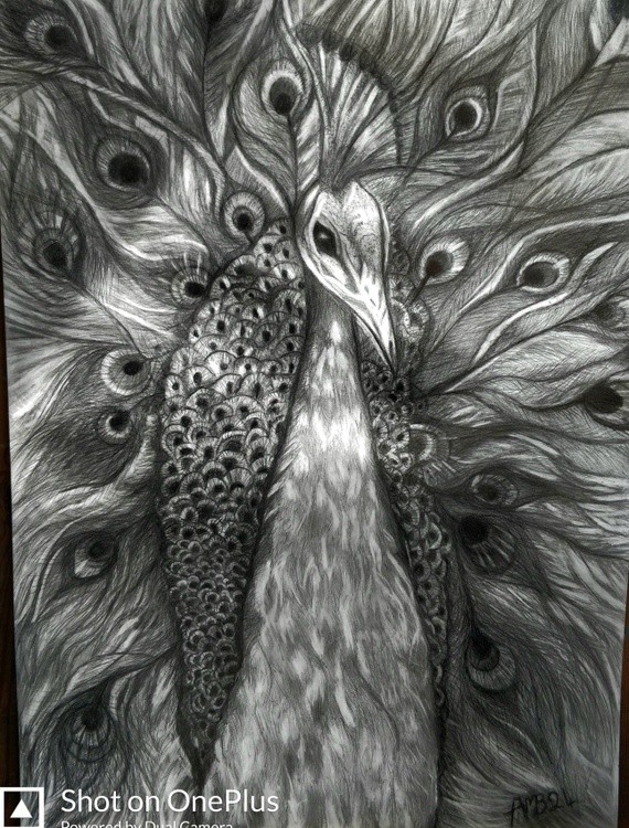 Peacock
