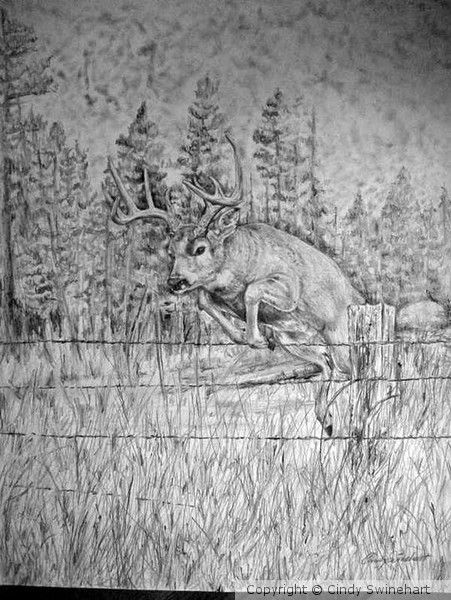 Whitetail