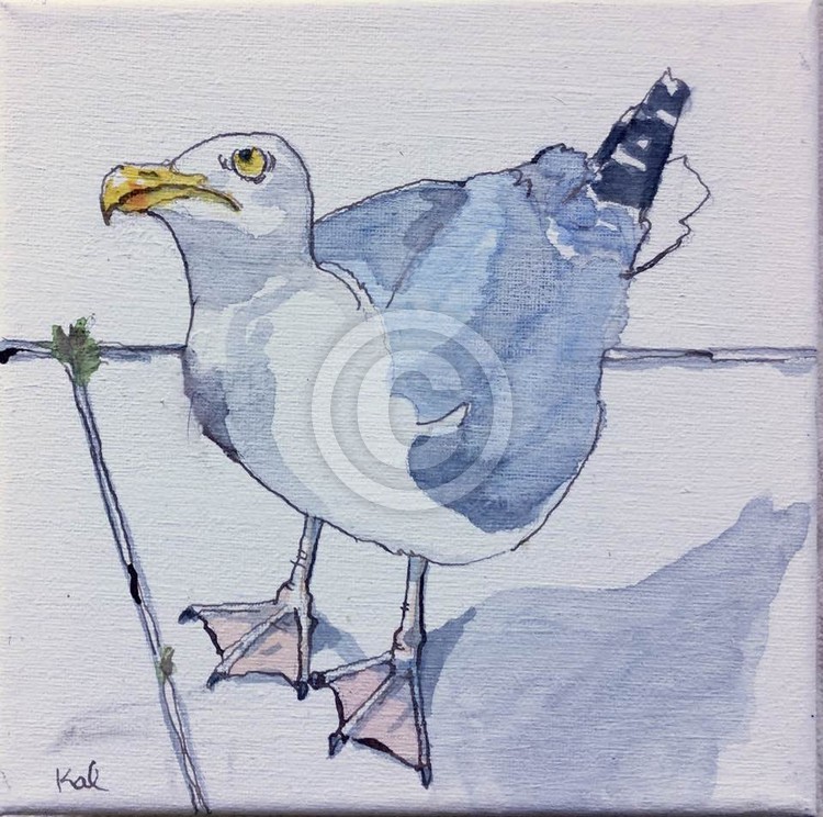 My friendly gull