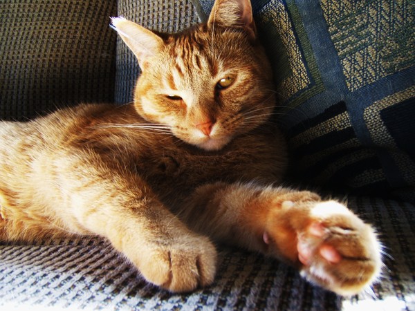 ginger cat jinx
