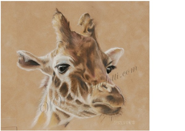 Giraffe, pastel on Velvet board