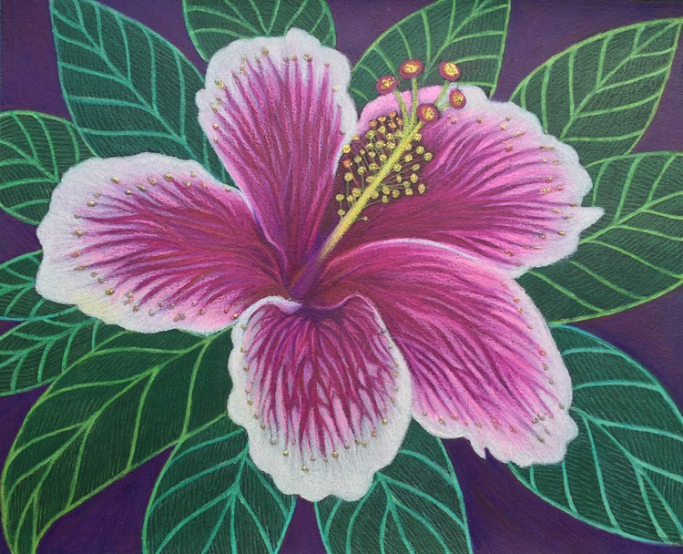 HIBISCUS