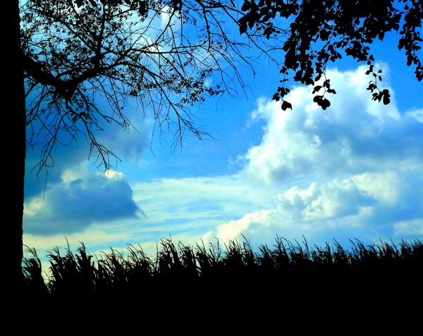 Field Of Wonder