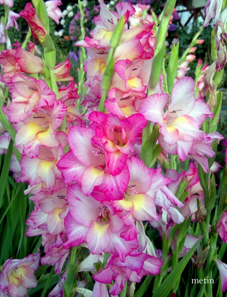 with love from my brother's garden...