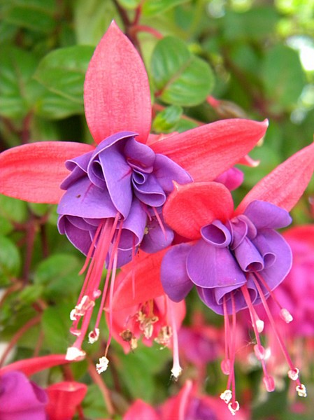 Spring Fuchias 1