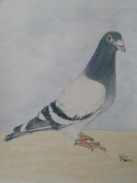 A winning bird