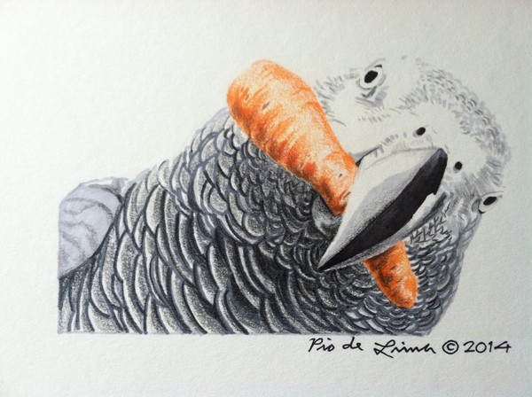 African Grey Parrot (Original Artwork Sold)