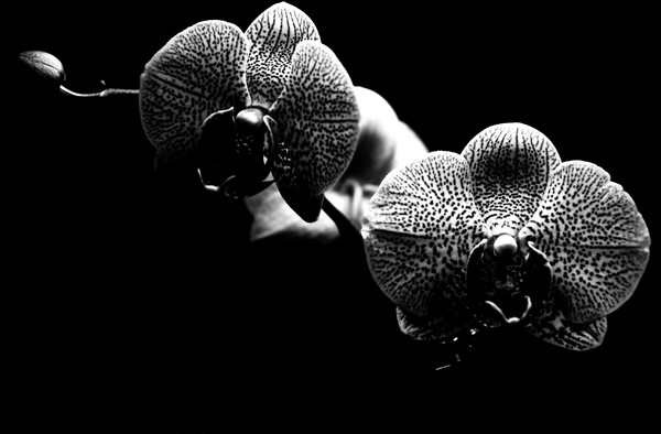Orchid II