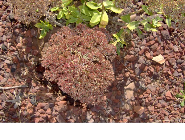 Sedum and stone