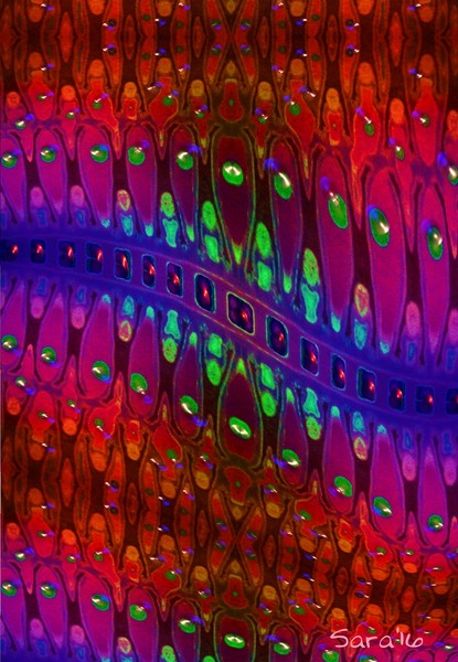 Color Dance