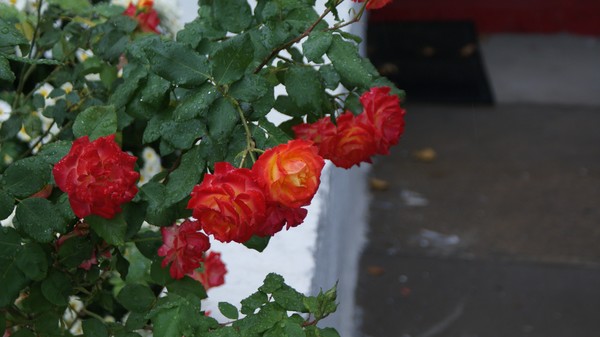 Week before winter