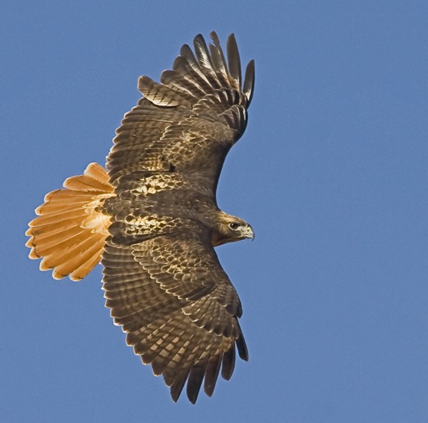 Red Tailed Hawk