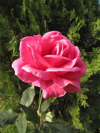 Lovely Rose