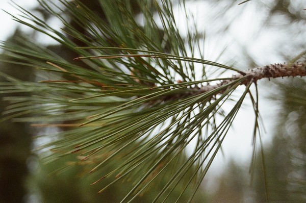Pine.