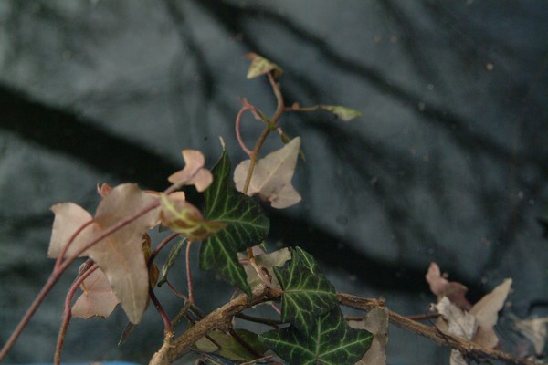 ivy