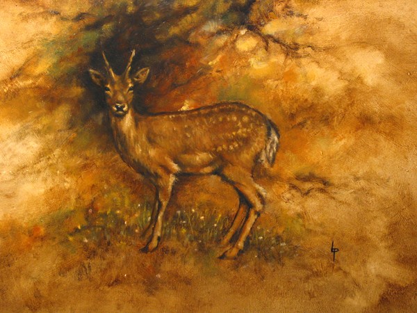 Young Deer