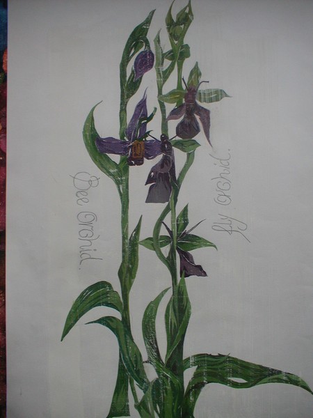 Bee Orchid