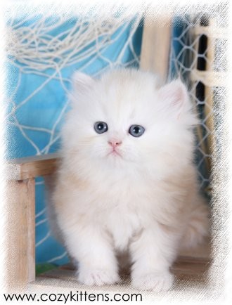 Cozy Kittens & Sue Johnson - www.cozykittens.com