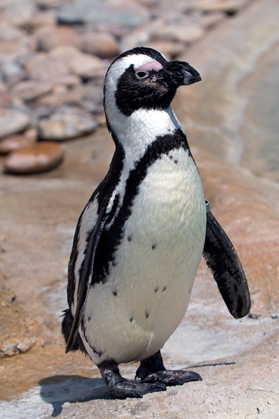 Penguin