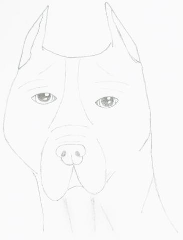 Pit Bull's Glory