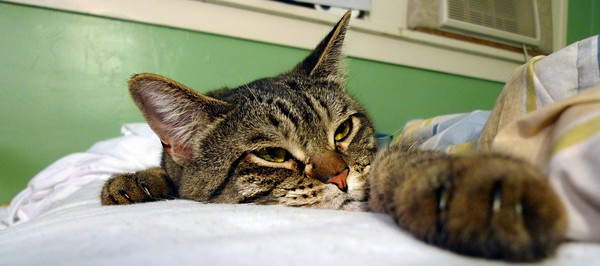 Joey on bed