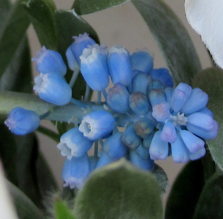 MUSCARIS