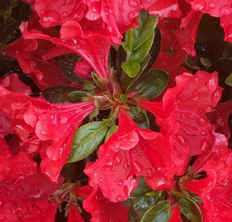AZALEAS ON A RAINY DAY