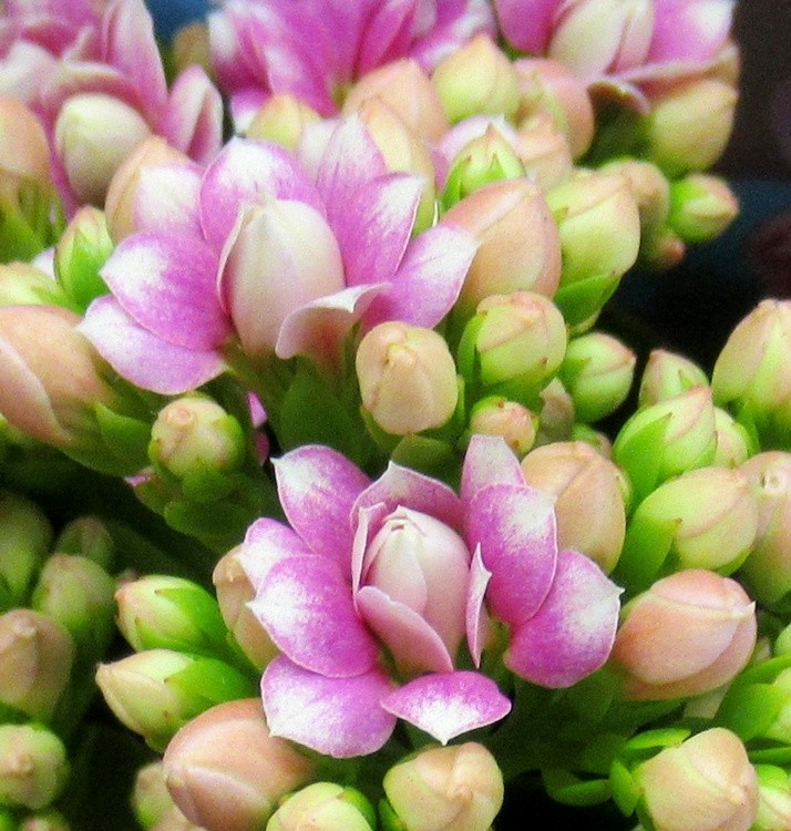 KALANCHOE