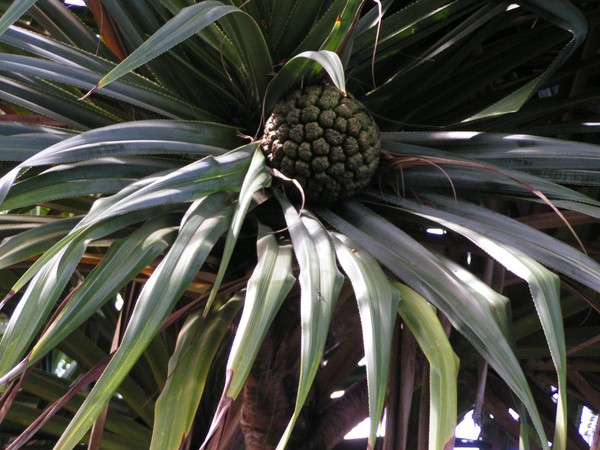 'ahahui hala seed cluster