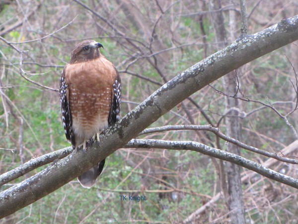 Eagle glancing towards Heaven (okay, okay,..hawk)