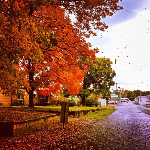 Fall on Aster