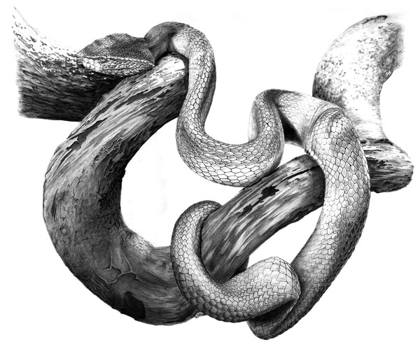 Snake
