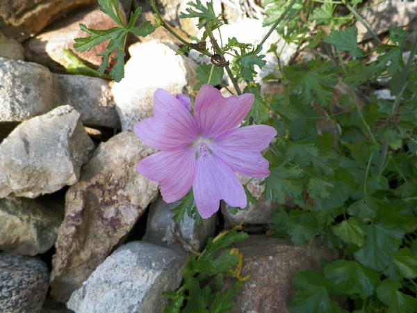 Mellow Mallow