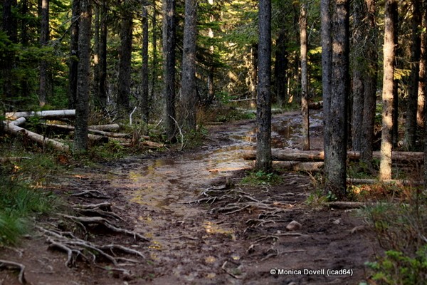 Wet woods