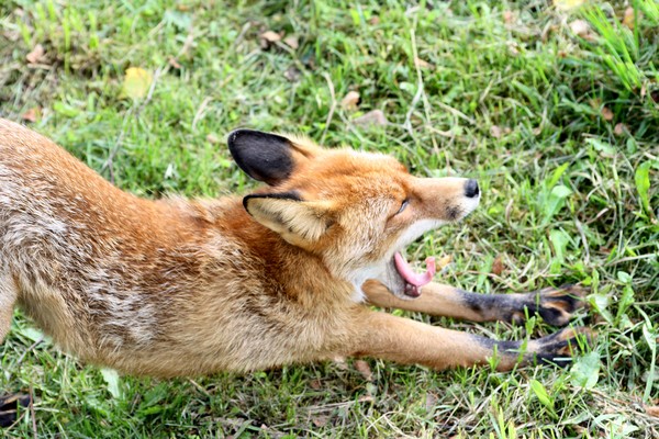 Yawning fox