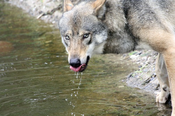Thirsty