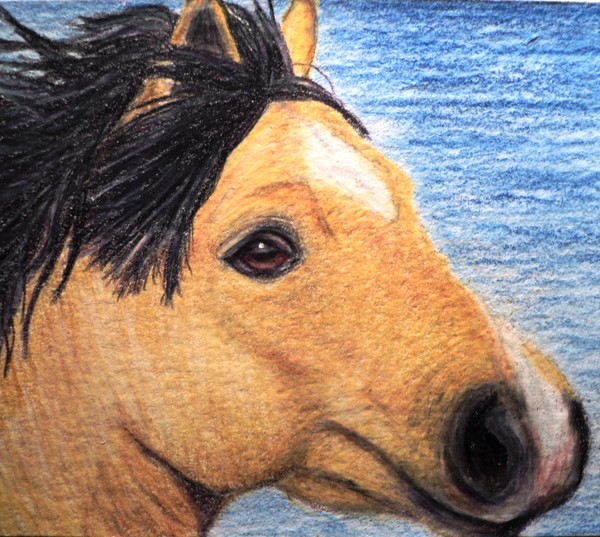 Buckskin Horse