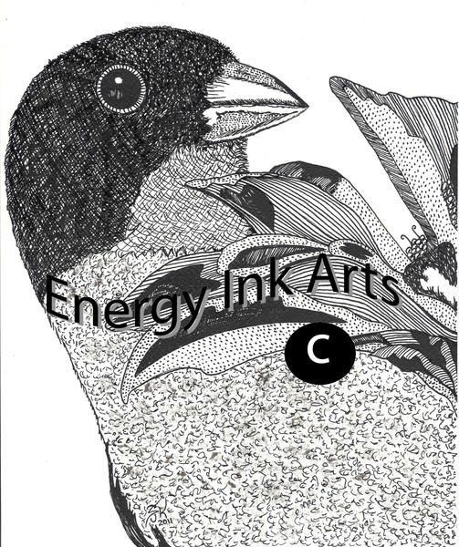 sjkrueger grossbeak watermark