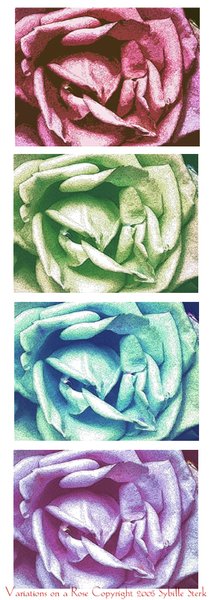 Rose Variations