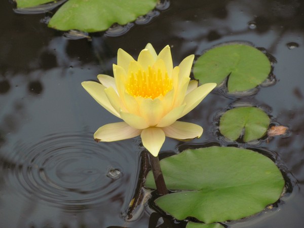 Lilly pad