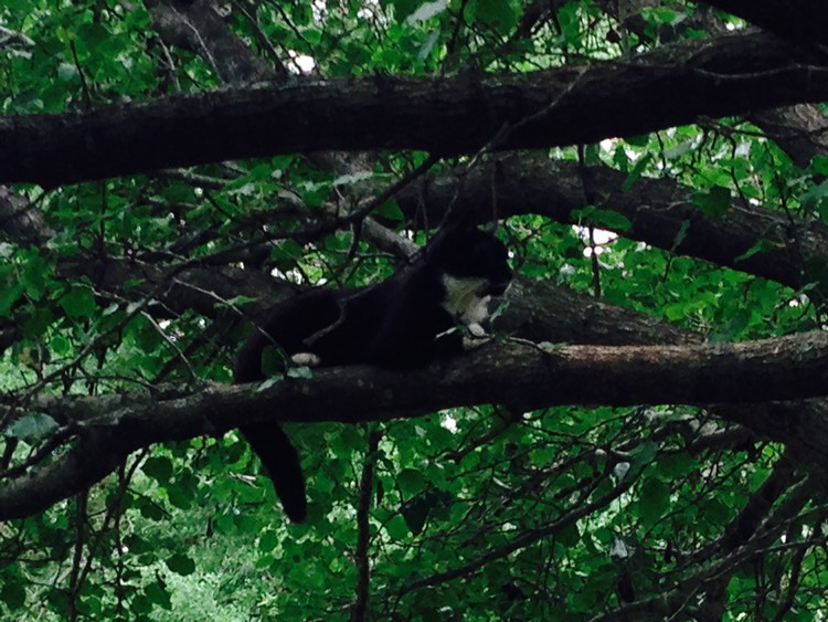 Up a tree