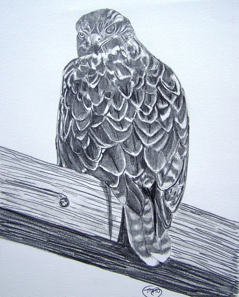 Red Tail Hawk