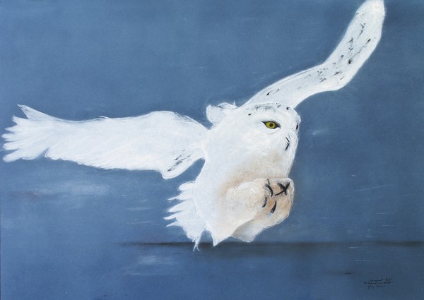 Snowy Owl of Canada