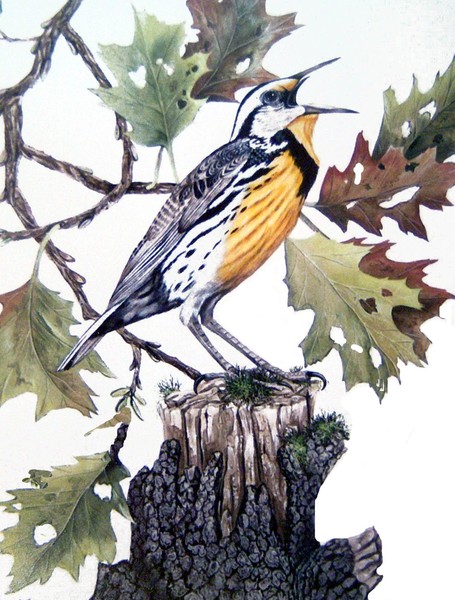 Eastern Meadow Lark
