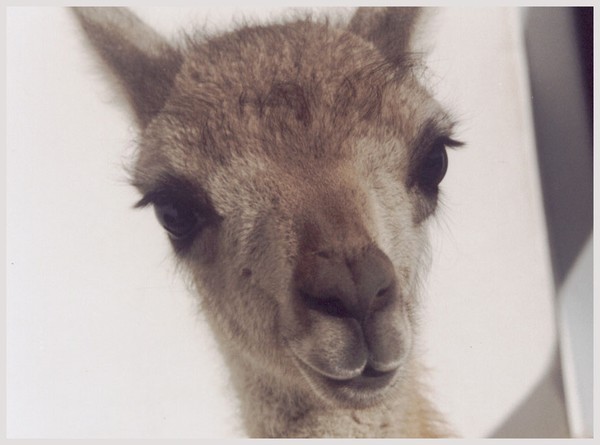 Guanaco
