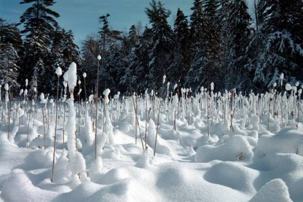 Blanket of Snow
