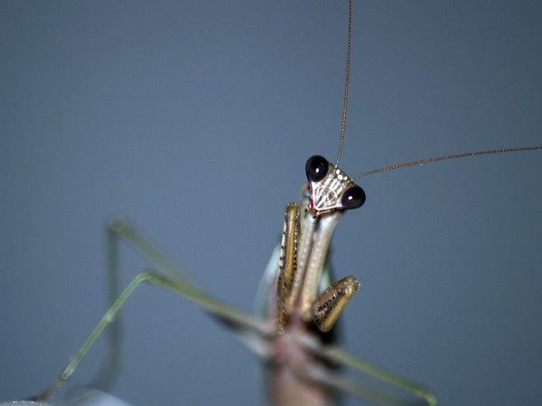 Praying Mantis