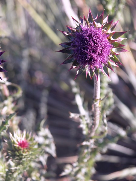 Thistle Soft as Light