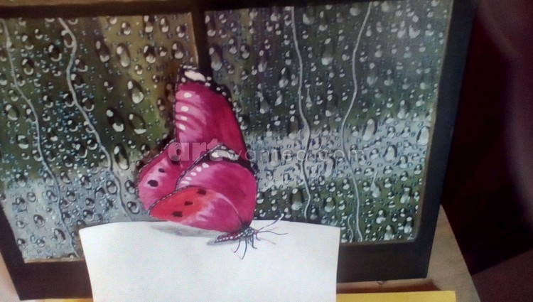 pink butterfly